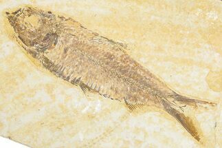 Detailed Fossil Fish (Knightia) - Wyoming #348096