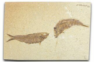 Limestone with Two Fossil Fish (Knightia) - Wyoming #348106