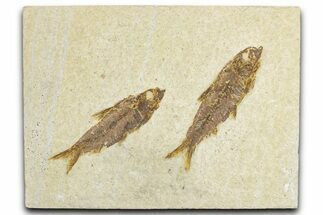 Limestone with Two Fossil Fish (Knightia) - Wyoming #348112