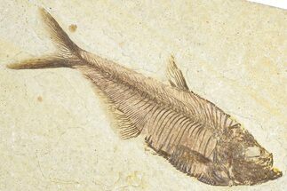 Detailed Fossil Fish (Diplomystus) - Wyoming #348114