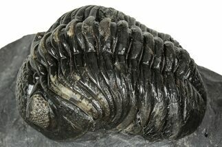 Detailed Pedinopariops Trilobite - Mrakib, Morocco #348138
