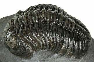 Detailed Pedinopariops Trilobite - Mrakib, Morocco #348140