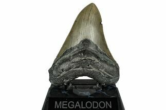 Serrated, Fossil Megalodon Tooth - North Carolina #348155