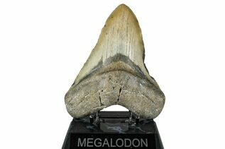 Fossil Shark Teeth For Sale