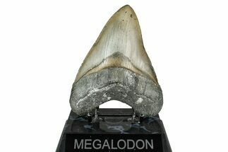 Fossil Megalodon Tooth - North Carolina #348163