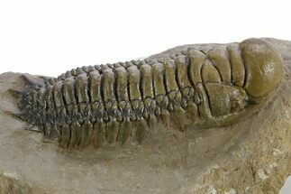 Detailed Crotalocephalina Trilobite - Atchana, Morocco #348119