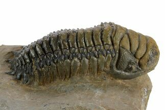 Detailed Crotalocephalina Trilobite - Atchana, Morocco #348125