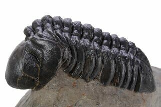 Detailed Reedops Trilobite - Atchana, Morocco #348127