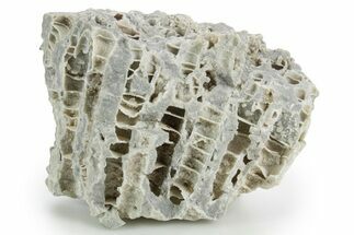 Silurian Dolostone w/ Sparkling Fossil Coral (Fletcheria) - Ohio #346072