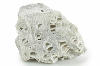 Silurian Dolostone w/ Sparkling Fossil Coral (Fletcheria) - Ohio #346077