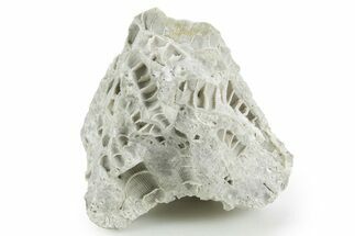 Silurian Dolostone w/ Sparkling Fossil Coral (Fletcheria) - Ohio #346080