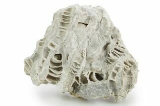 Silurian Dolostone w/ Sparkling Fossil Coral (Fletcheria) - Ohio #346082