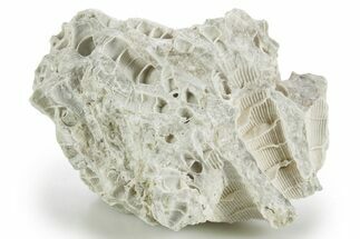 Silurian Dolostone w/ Sparkling Fossil Coral (Fletcheria) - Ohio #346087