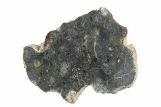 Lunar Meteorite ( g) Slice - Bechar #348165