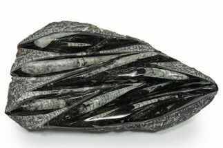 Polished Fossil Orthoceras (Cephalopod) Plate - Morocco #348381