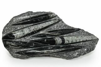 Polished Fossil Orthoceras (Cephalopod) Plate - Morocco #348393