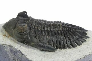 Detailed Hollardops Trilobite - Ofaten, Morocco #348377