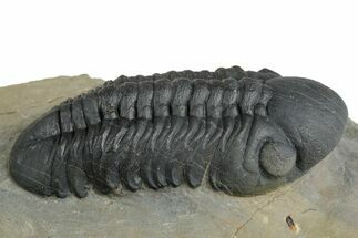Detailed Reedops Trilobite - Atchana, Morocco #348412