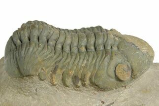 Detailed Reedops Trilobite - Orange Eye Facets #348417