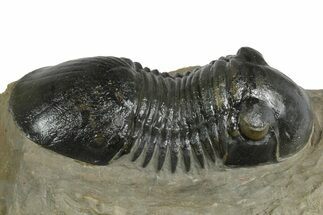 Paralejurus Trilobite Fossil - Atchana, Morocco #348418