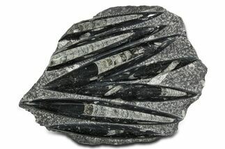 Polished Fossil Orthoceras (Cephalopod) Plate - Morocco #348438