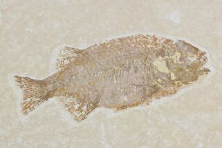 Phareodus Fish Fossil - Scarce Species #18702
