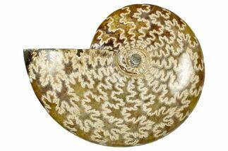 Polished Ammonite (Cleoniceras) Fossil - Madagascar #348485