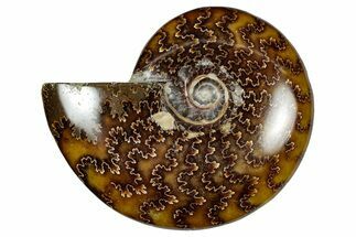 Polished Ammonite (Cleoniceras) Fossil - Madagascar #348486