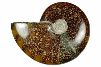 Polished Ammonite (Cleoniceras) Fossil - Madagascar #348488