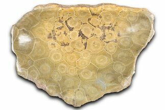 Polished Fossil Coral (Actinocyathus) Dish - Morocco #348542