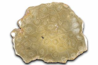Coral Fossils For Sale
