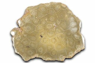 Polished Fossil Coral (Actinocyathus) Dish - Morocco #348545
