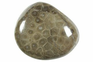Polished Petoskey Stone (Fossil Coral) - Michigan #348572