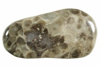 Polished Petoskey Stone (Fossil Coral) - Michigan #348575