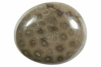 Polished Petoskey Stone (Fossil Coral) - Michigan #348590