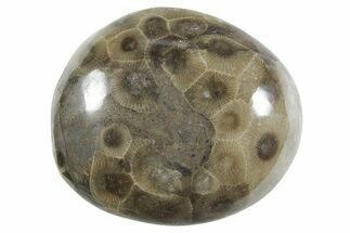Polished Petoskey Stone (Fossil Coral) - Michigan #348592