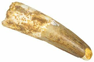Fossil Spinosaurus Tooth - Real Dinosaur Tooth #348601