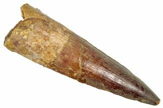 Fossil Spinosaurus Tooth - Real Dinosaur Tooth #348615