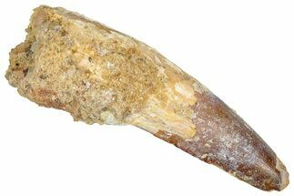 Fossil Spinosaurus Tooth - Real Dinosaur Tooth #348623