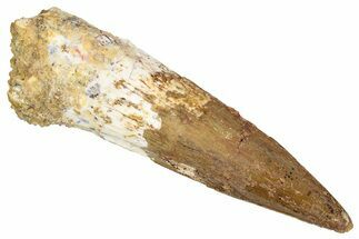 Fossil Spinosaurus Tooth - Real Dinosaur Tooth #348630
