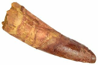 Fossil Spinosaurus Tooth - Real Dinosaur Tooth #348643