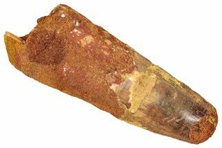 Fossil Spinosaurus Tooth - Feeding Worn Tip #348650