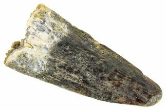Juvenile Fossil Spinosaurus Tooth - Real Dinosaur Tooth #348675