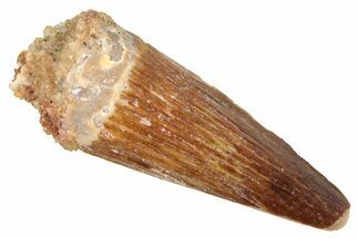Juvenile Fossil Spinosaurus Tooth - Real Dinosaur Tooth #348681