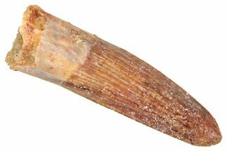 Juvenile Fossil Spinosaurus Tooth - Real Dinosaur Tooth #348682