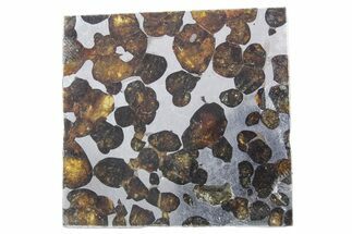 Polished Sericho Pallasite Meteorite ( g) Slice - Kenya #348923