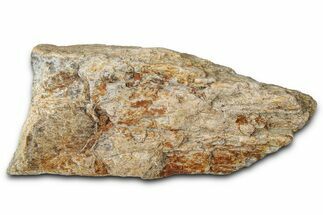 Dinosaur (Triceratops) Frill Shield Section - Montana #347988