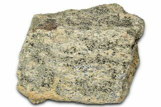 Dinosaur (Triceratops) Frill Shield Section - Montana #348012