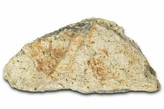 Dinosaur (Triceratops) Frill Shield Section - Montana #348014