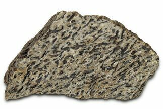 Dinosaur (Triceratops) Frill Shield Section - Montana #348015